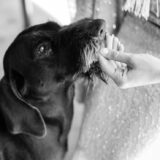 Perché non usare i profumi chimici per cani - A Casa di Uma - Firenze